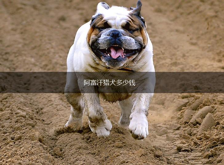 阿富汗猎犬多少钱,第1张