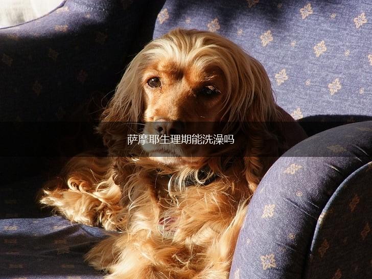 萨摩耶生理期能洗澡吗,第1张