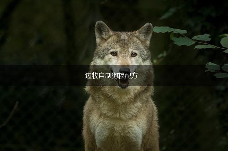 边牧自制狗粮配方,第1张