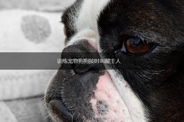 训练宠物狗狗按时叫醒主人,第1张