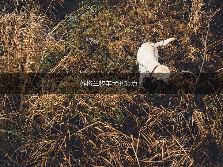 苏格兰牧羊犬的特点,第1张 苏格兰牧羊犬的特点,第1张