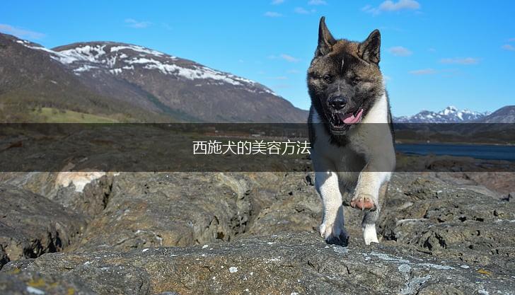 西施犬的美容方法,第1张