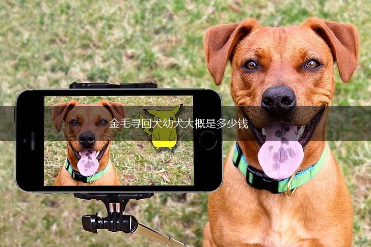 金毛寻回犬幼犬大概是多少钱,第1张