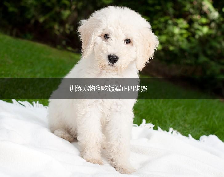 训练宠物狗吃饭端正四步骤,第1张