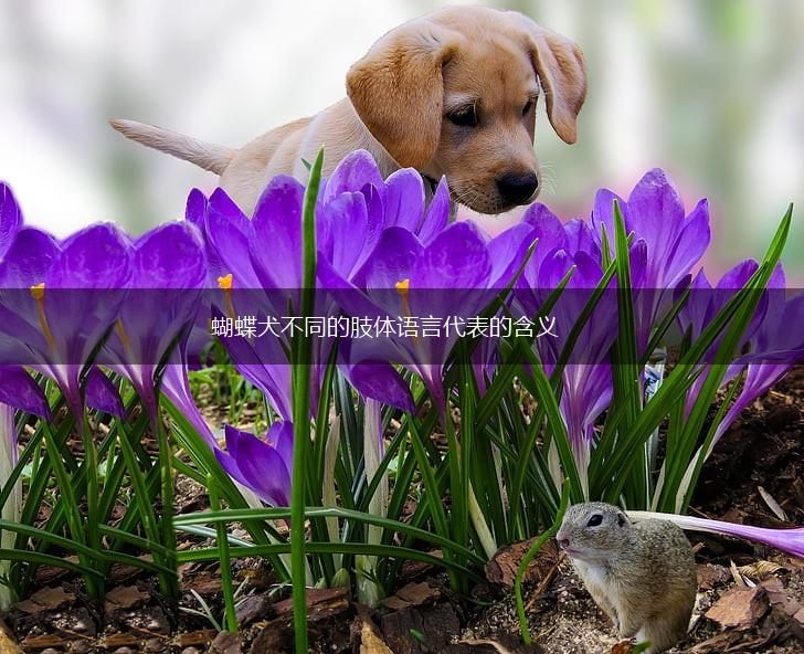蝴蝶犬不同的肢体语言代表的含义,第1张