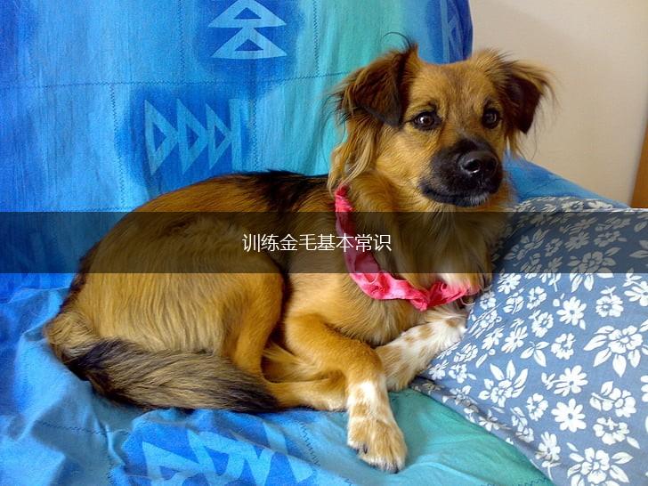 训练金毛基本常识,第1张