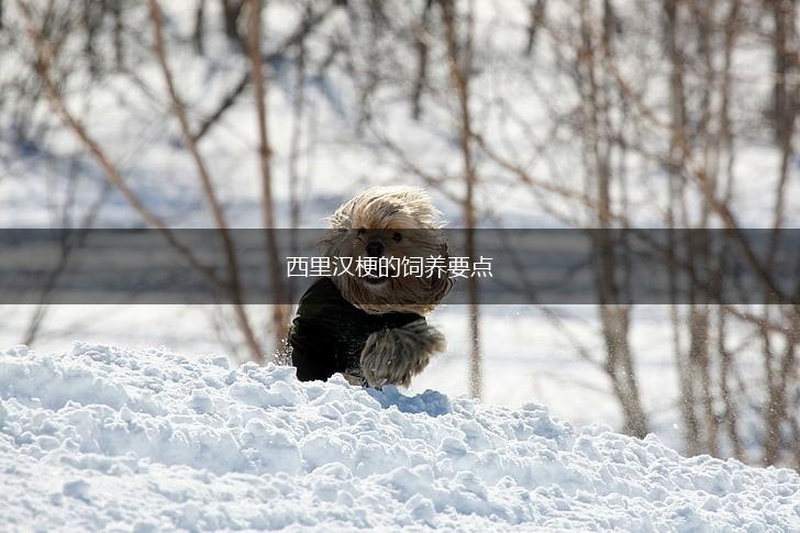 西里汉梗的饲养要点,第1张