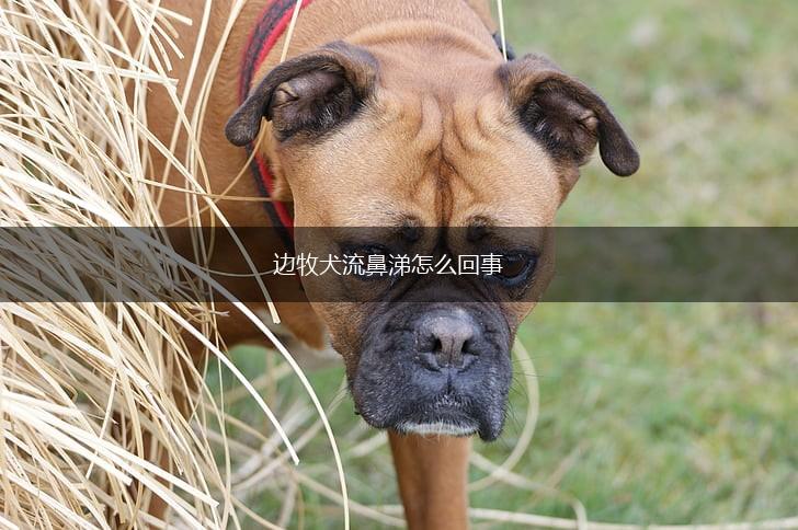 边牧犬流鼻涕怎么回事,第1张