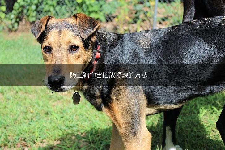 防止狗狗害怕放鞭炮的方法,第1张