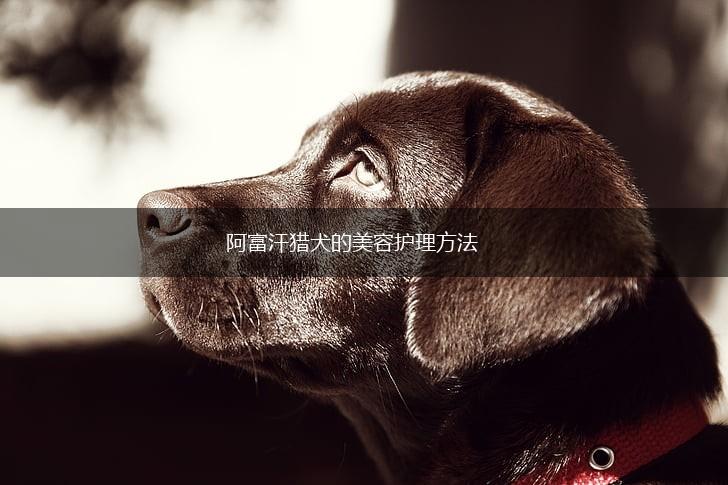 阿富汗猎犬的美容护理方法,第1张
