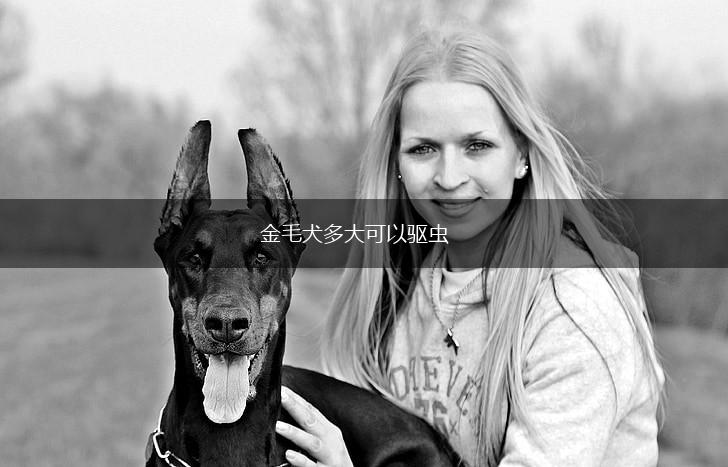 金毛犬多大可以驱虫,第1张