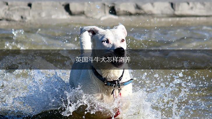 英国斗牛犬怎样寄养,第1张