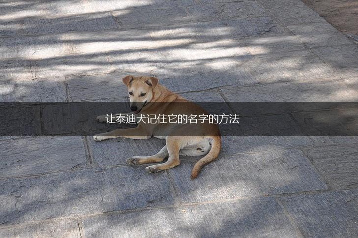 让泰迪犬记住它的名字的方法,第1张