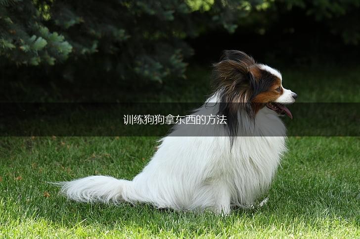 训练狗狗拿东西的方法,第1张