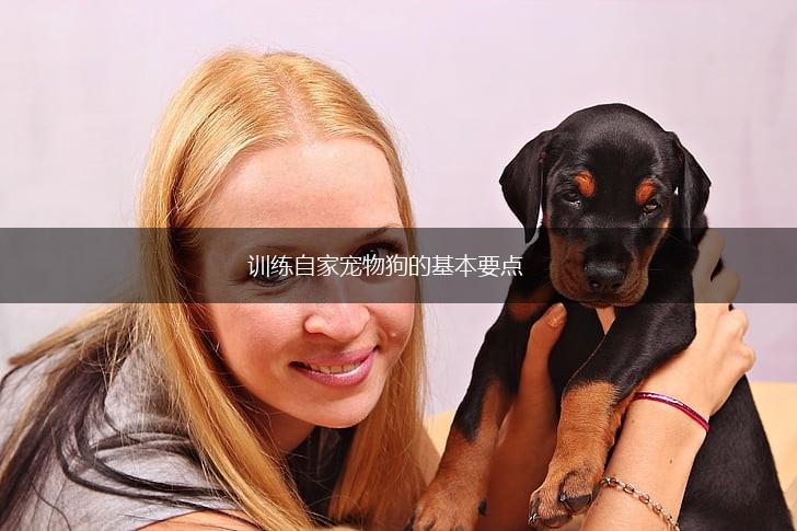 训练自家宠物狗的基本要点,第1张