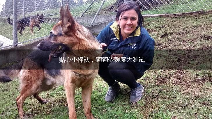 贴心小棉袄，狗狗依赖度大测试,第1张