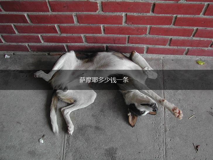 萨摩耶多少钱一条,第1张 萨摩耶多少钱一条,第1张