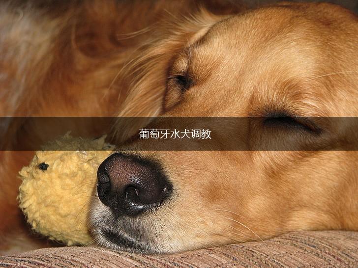 葡萄牙水犬调教,第1张