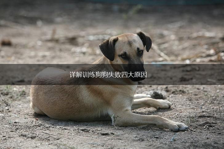 详解训练狗狗失败四大原因,第1张