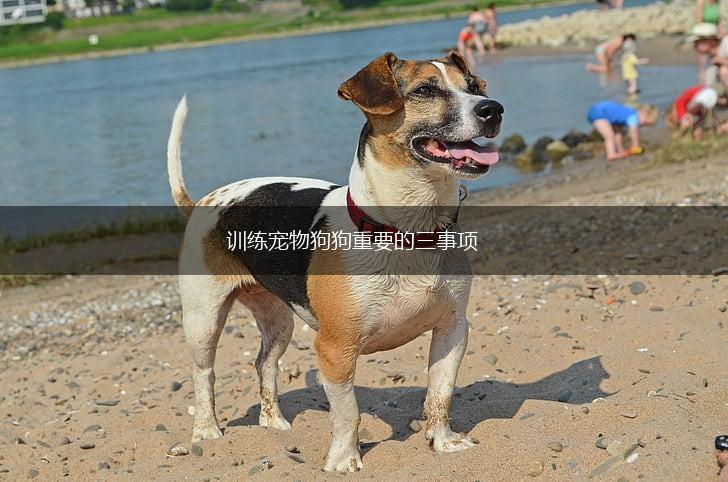 训练宠物狗狗重要的三事项,第1张