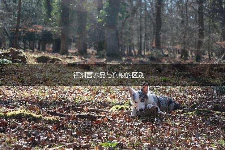 钙剂营养品与狗粮的区别,第1张