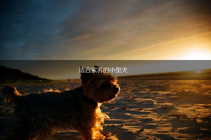 适合家养的小型犬,第1张 适合家养的小型犬,第1张
