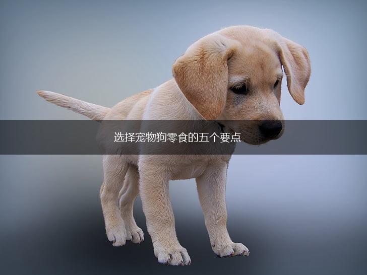选择宠物狗零食的五个要点,第1张