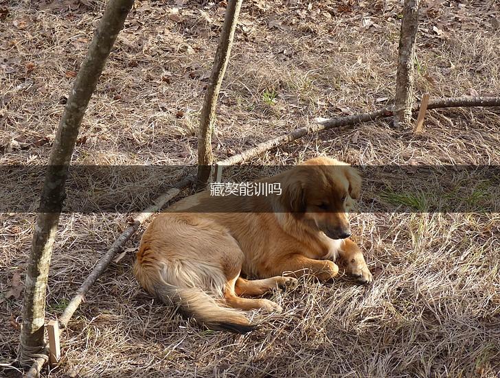 藏獒能训吗,第1张