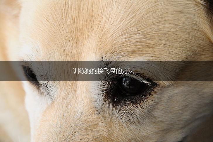训练狗狗接飞盘的方法,第1张 训练狗狗接飞盘的方法,第1张