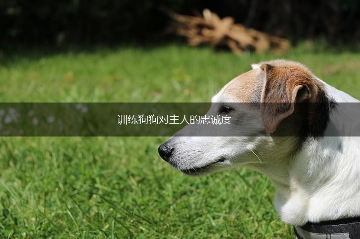 训练狗狗对主人的忠诚度,第1张