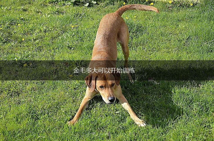 金毛多大可以开始训练,第1张