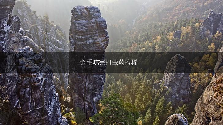 金毛吃完打虫药拉稀,第1张