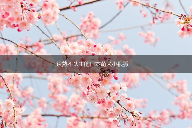 认熟不认生的日本萌犬小银狐,第1张