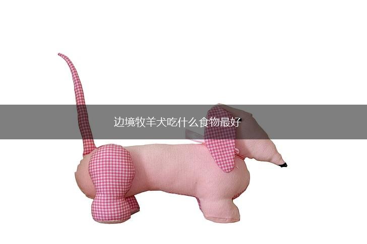 边境牧羊犬吃什么食物最好,第1张