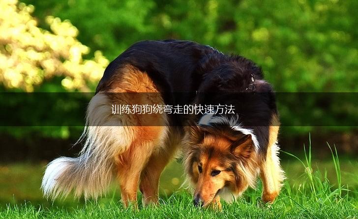 训练狗狗绕弯走的快速方法,第1张