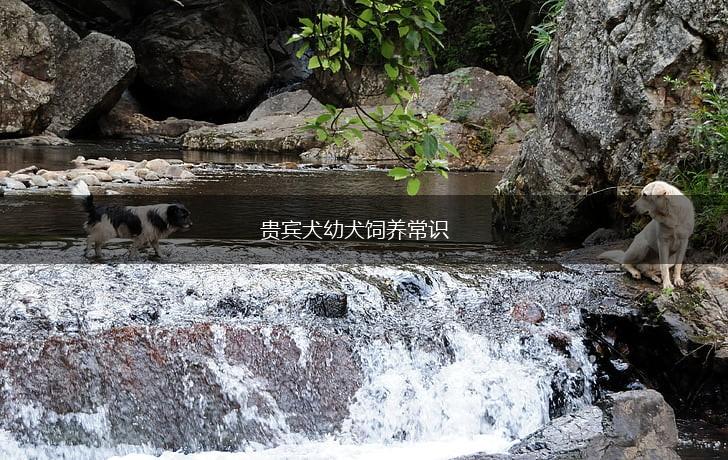 贵宾犬幼犬饲养常识,第1张