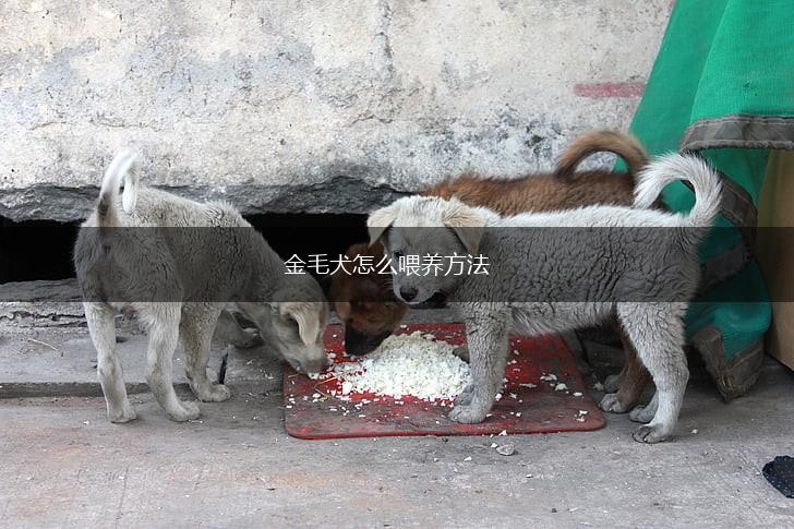 金毛犬怎么喂养方法,第1张 金毛犬怎么喂养方法,第1张