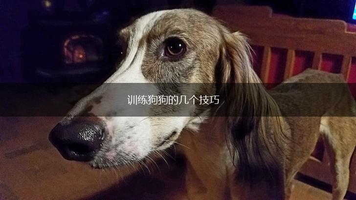 训练狗狗的几个技巧,第1张 训练狗狗的几个技巧,第1张