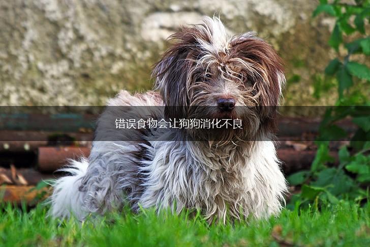 错误食物会让狗狗消化不良,第1张