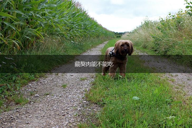藏獒肉能不能吃,第1张