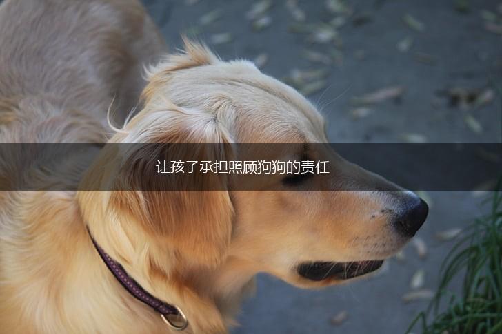 让孩子承担照顾狗狗的责任,第1张