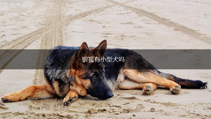 银狐有小型犬吗,第1张