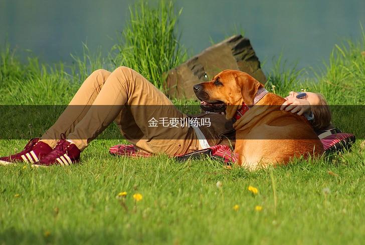 金毛要训练吗,第1张