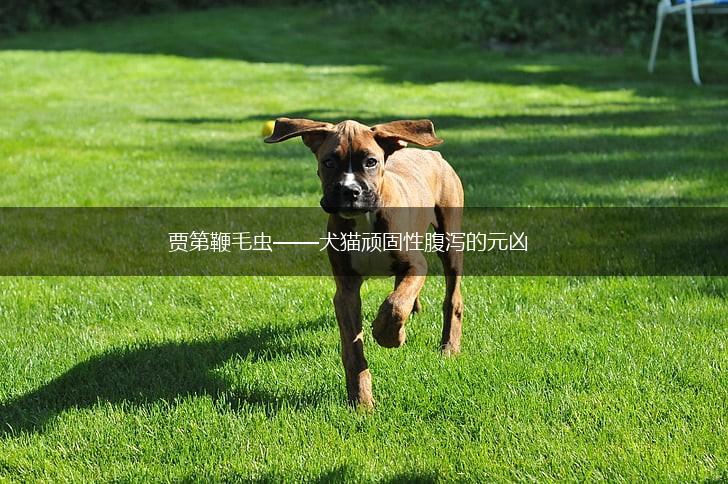 贾第鞭毛虫——犬猫顽固性腹泻的元凶,第1张