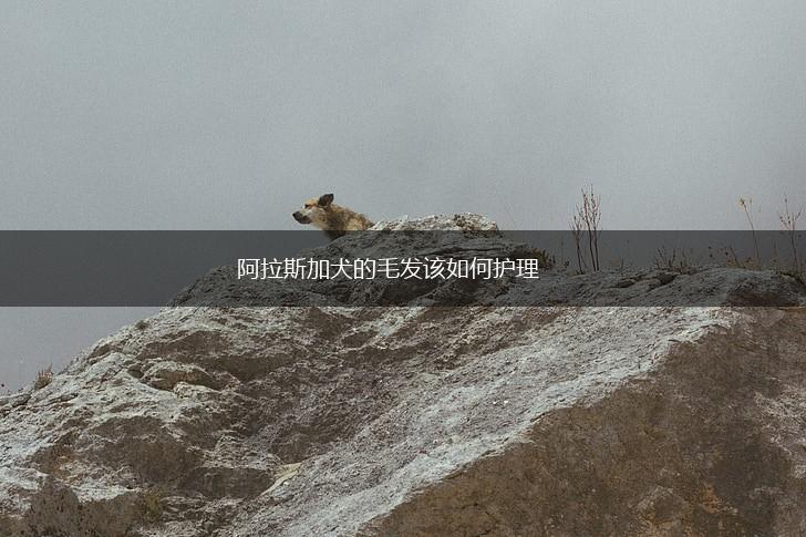 阿拉斯加犬的毛发该如何护理,第1张