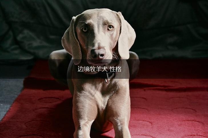 边境牧羊犬 性格,第1张