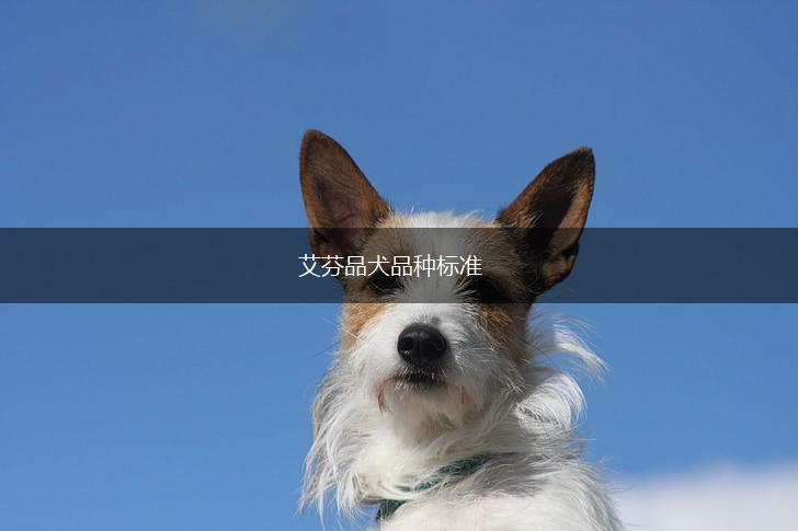 艾芬品犬品种标准,第1张