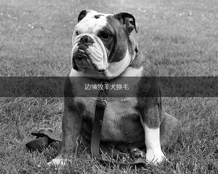 边境牧羊犬换毛,第1张