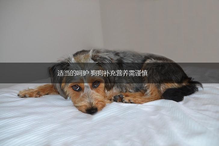 适当的呵护 狗狗补充营养需谨慎,第1张 适当的呵护 狗狗补充营养需谨慎,第1张