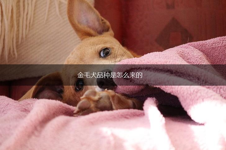 金毛犬品种是怎么来的,第1张